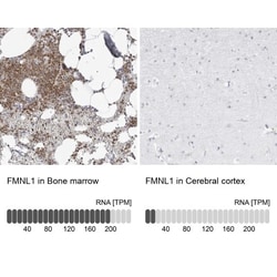 FMNL1 Antibody, Novus Biologicals 0.1mL; Unlabeled:Antibodies, Polyclonal